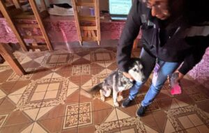 Propaet y Bienestar Animal de Tlaxcala rescatan a ejemplar en estado de maltrato
