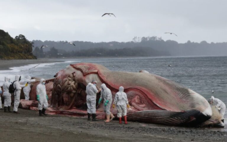 Tragedia silenciosa: Chile encabeza las cifras de muertes de ballenas debido a colisiones con barcos