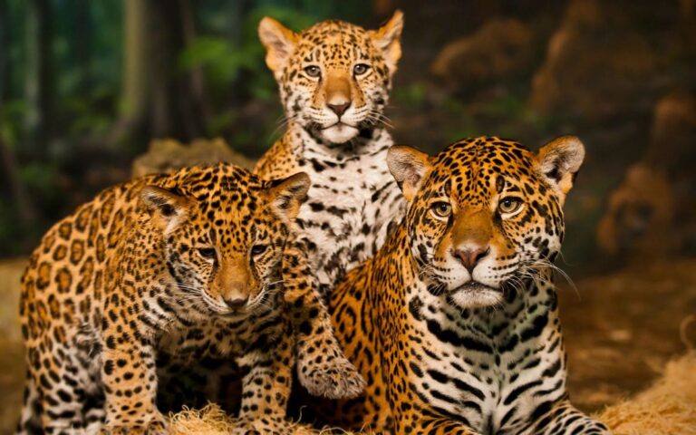 Crece población del jaguar en México, el felino más grande de América